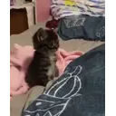 ملصق