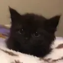 ملصق