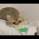 ملصق